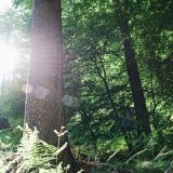 Klimaneutrale Industrienation – Bäume für unsere Erde