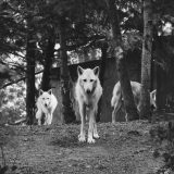 Wölfe und Manager – und was sie voneinander lernen können
