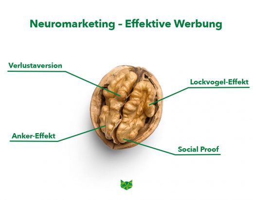 Das Bild zeigt eine offene Walnuss, die einem Gehirn ähnelt. Oben im Bild ist in grüner Schrift der Titel "Neuromarketing - Effektive Werbung" zu lesen. Die Walnuss ist mit vier Begriffen beschriftet. Unten im Bild erkennt man das phase grün Logo.