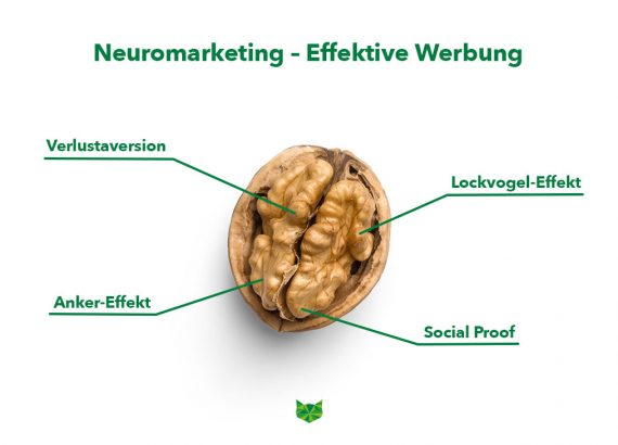 Das Bild zeigt eine offene Walnuss, die einem Gehirn ähnelt. Oben im Bild ist in grüner Schrift der Titel "Neuromarketing - Effektive Werbung" zu lesen. Die Walnuss ist mit vier Begriffen beschriftet. Unten im Bild erkennt man das phase grün Logo.