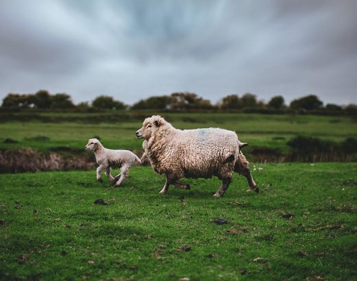 Schaf mit seinem Lamm rennt über eine Wiese. Im Hintergrund ist ein Feld mit einem Waldrand zu sehen. Die Tiere erleben einen Tierschutz mit viel Freiraum.