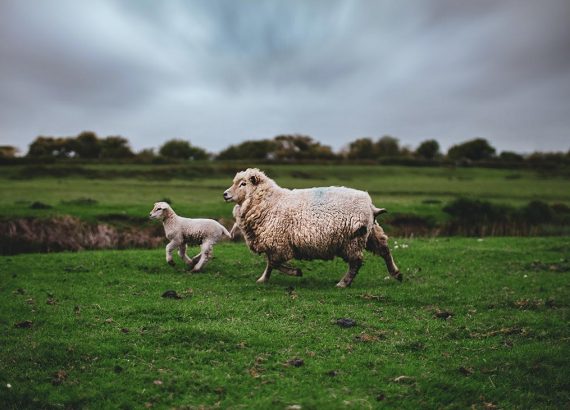 Schaf mit seinem Lamm rennt über eine Wiese. Im Hintergrund ist ein Feld mit einem Waldrand zu sehen. Die Tiere erleben einen Tierschutz mit viel Freiraum.