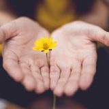 Zwischen zwei aufgefaltete Händen steckt eine gelbe Blume. Wie zur Unterstützung oder Spende einer Sache.