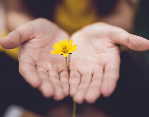 Zwischen zwei aufgefalteten Händen steckt eine gelbe Blume. Wie zur Unterstützung oder Spende einer Sache.