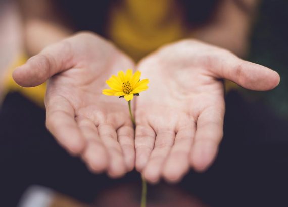 Zwischen zwei aufgefalteten Händen steckt eine gelbe Blume. Wie zur Unterstützung oder Spende einer Sache.