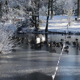 Enten-Badetreff im Winter 🦆😍 

Aber wer hat sich denn da noch dazu geschlichen? 🦢🦢

#winter #see #enten #tierwelt #badetag #schwäne #kalt #schnee #eis